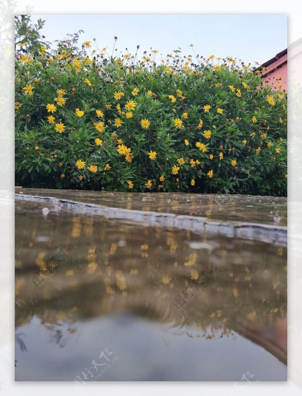 菊花雨水