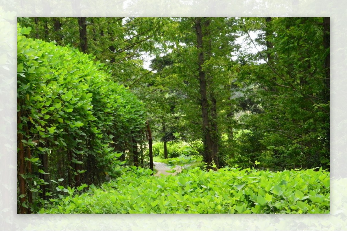 南植物园风景