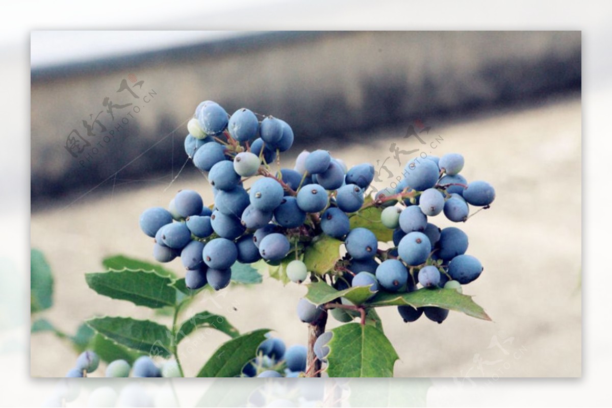 瑞士蓝莓