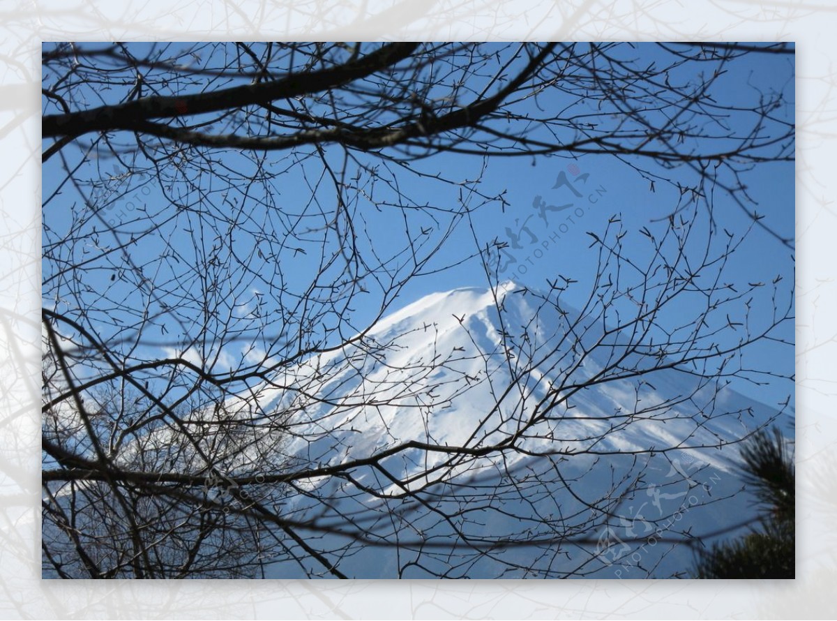 树枝掩映的富士山