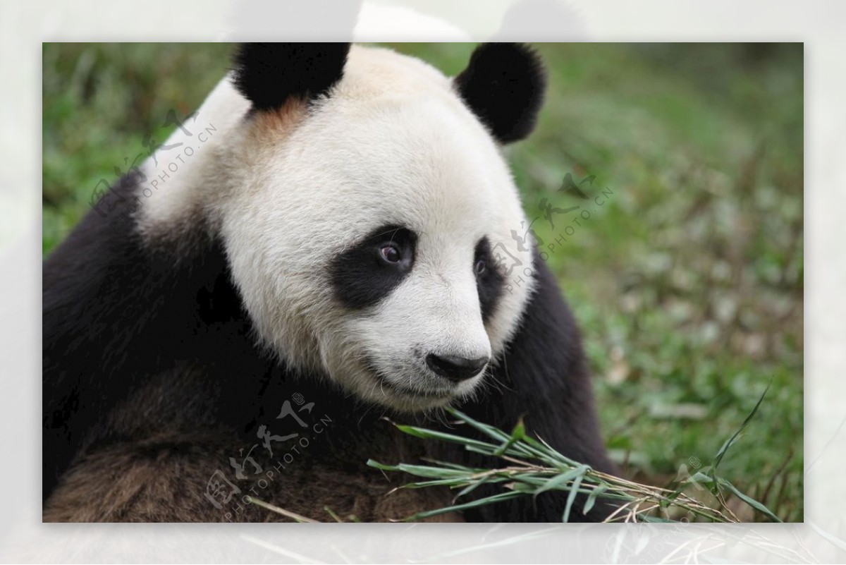 中国国宝大熊猫珍稀动物