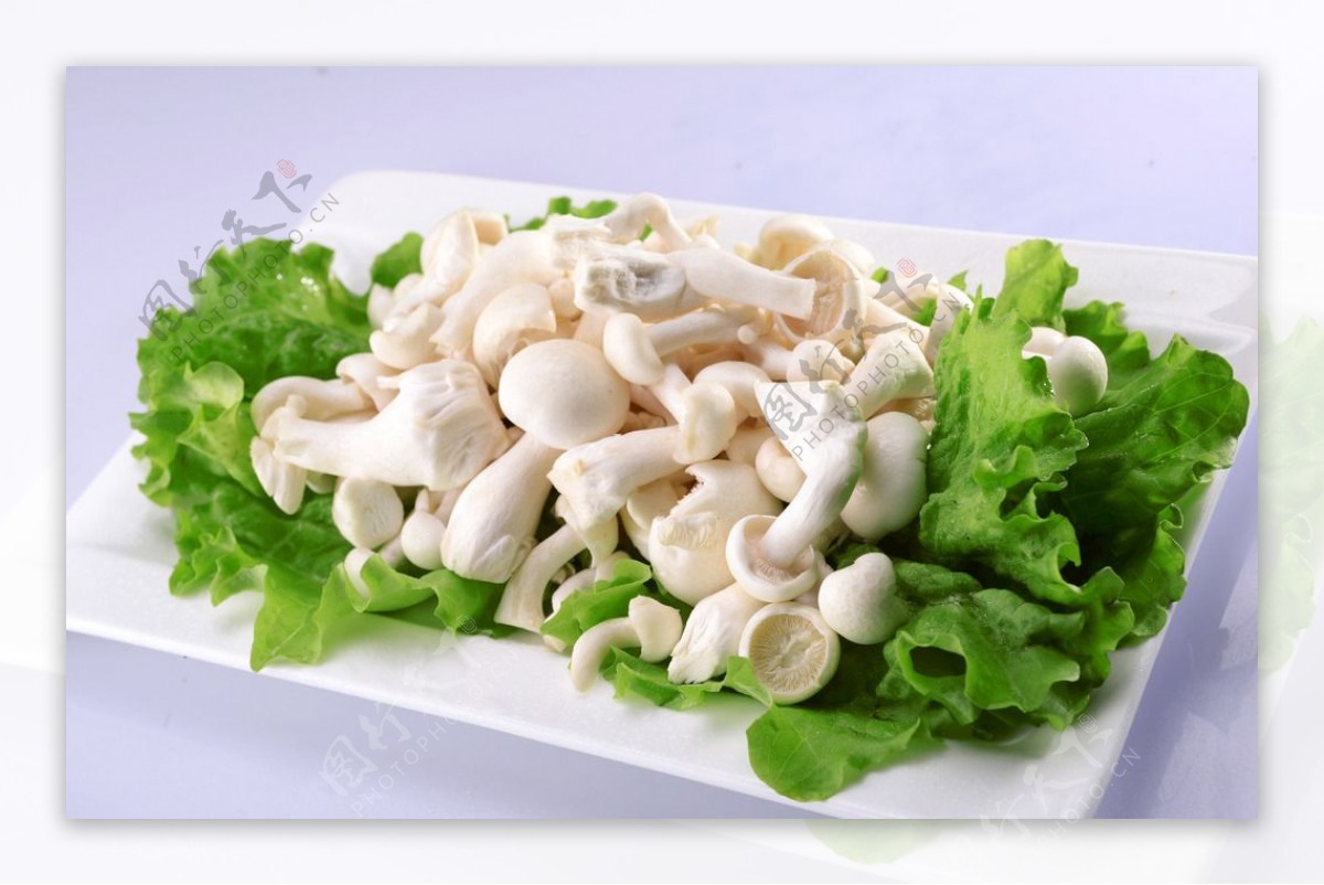 鲜嫩白玉菇的做法大全_鲜嫩白玉菇的家常做法 - 心食神