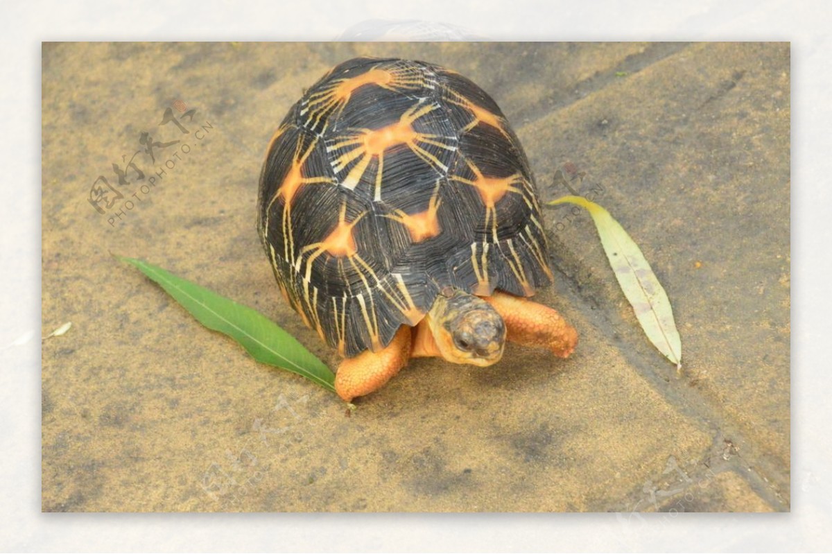 陆龟素材-陆龟图片-陆龟素材图片下载-觅知网