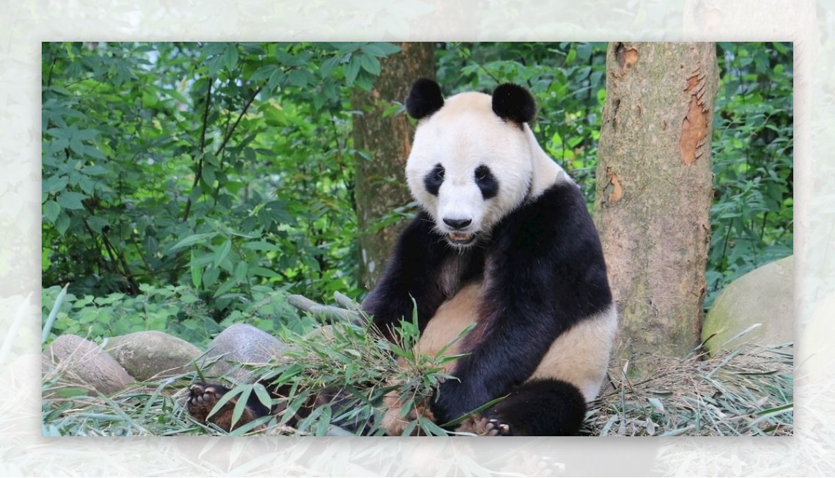 森林大熊猫