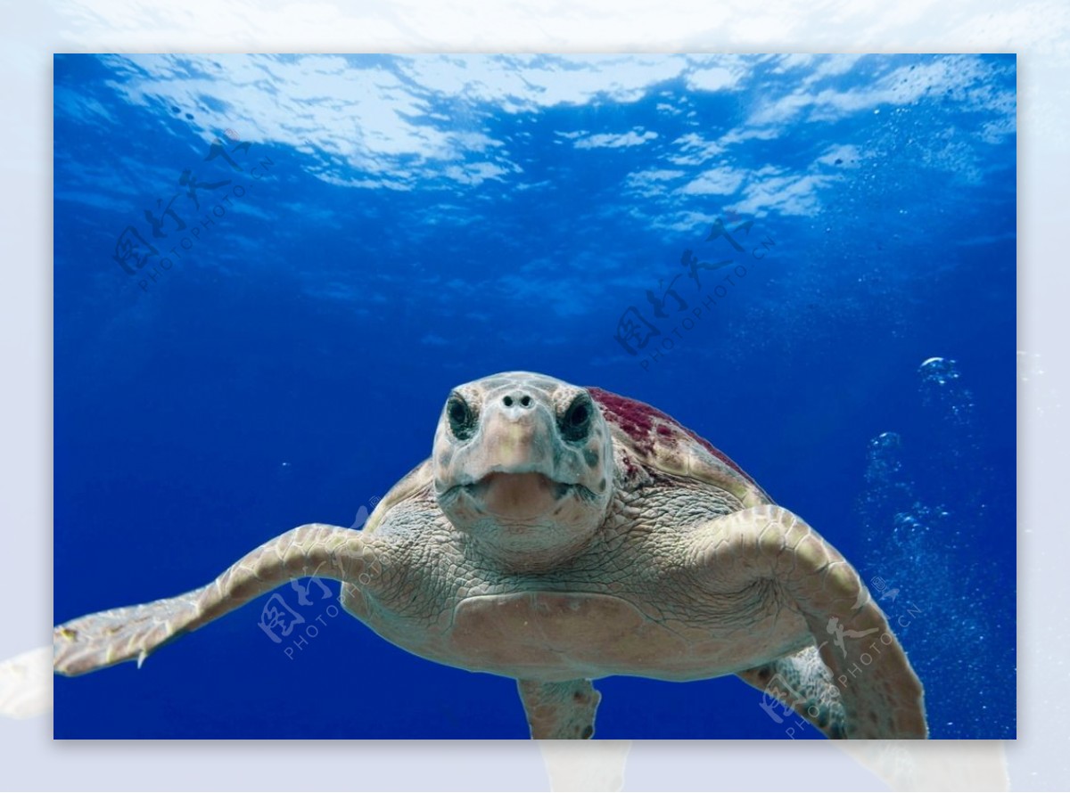 海龟龟