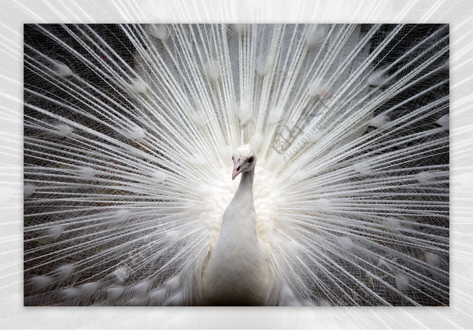 孔雀白色鸟自然美丽