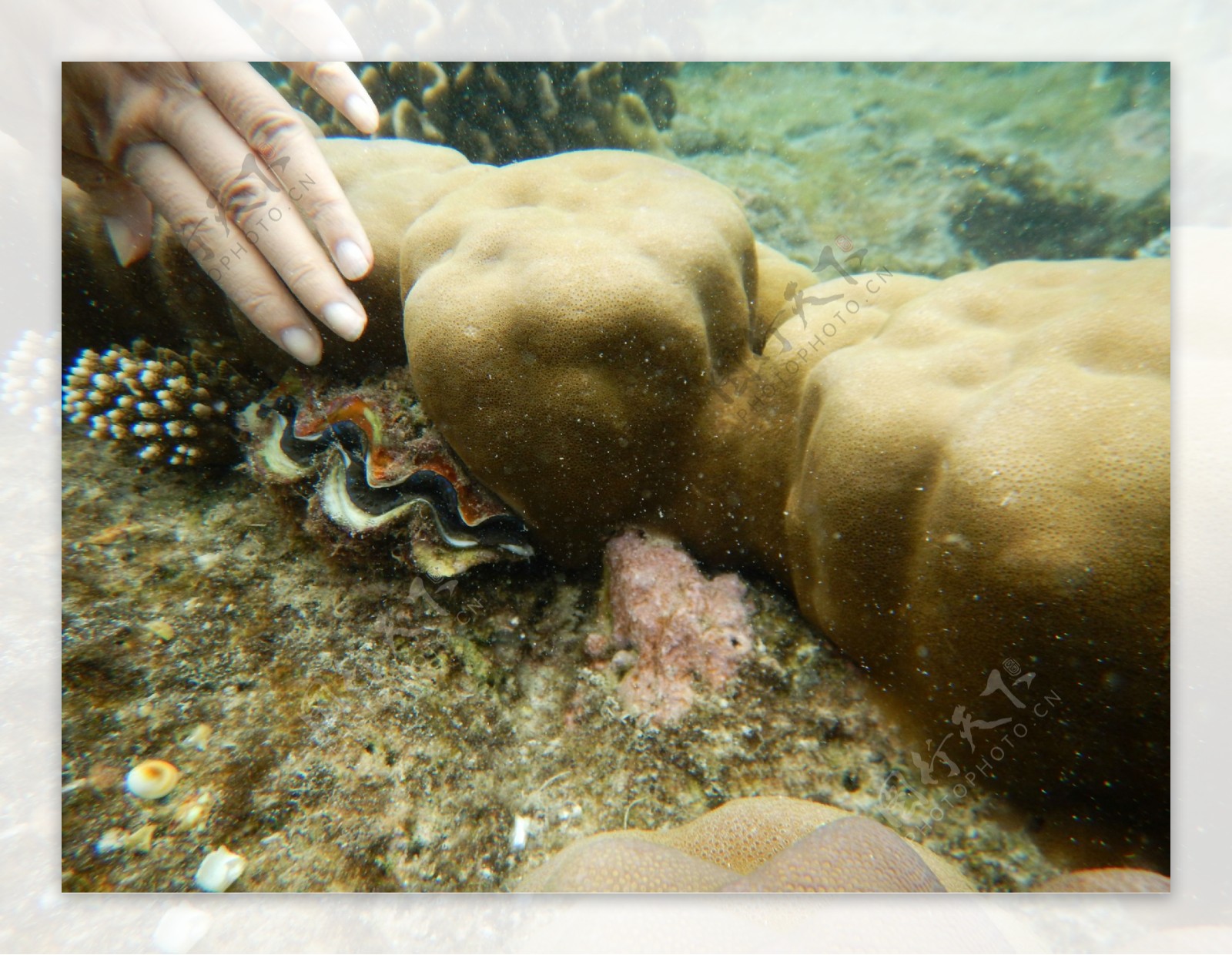 珊瑚与贝壳