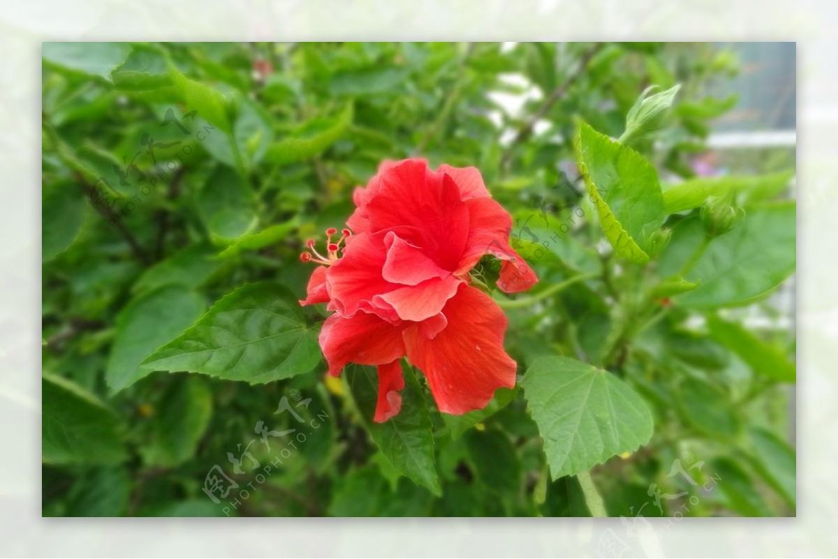 扶桑花花花卉