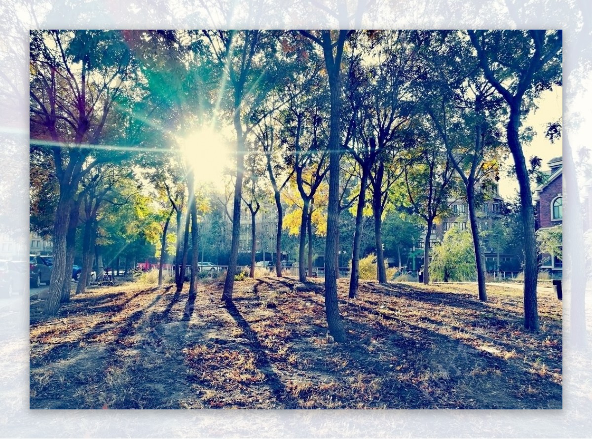 秋之树影