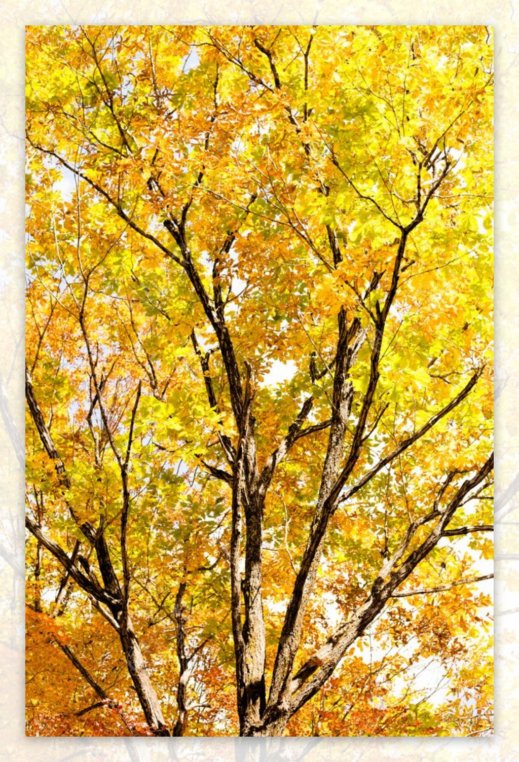 秋天金色的树