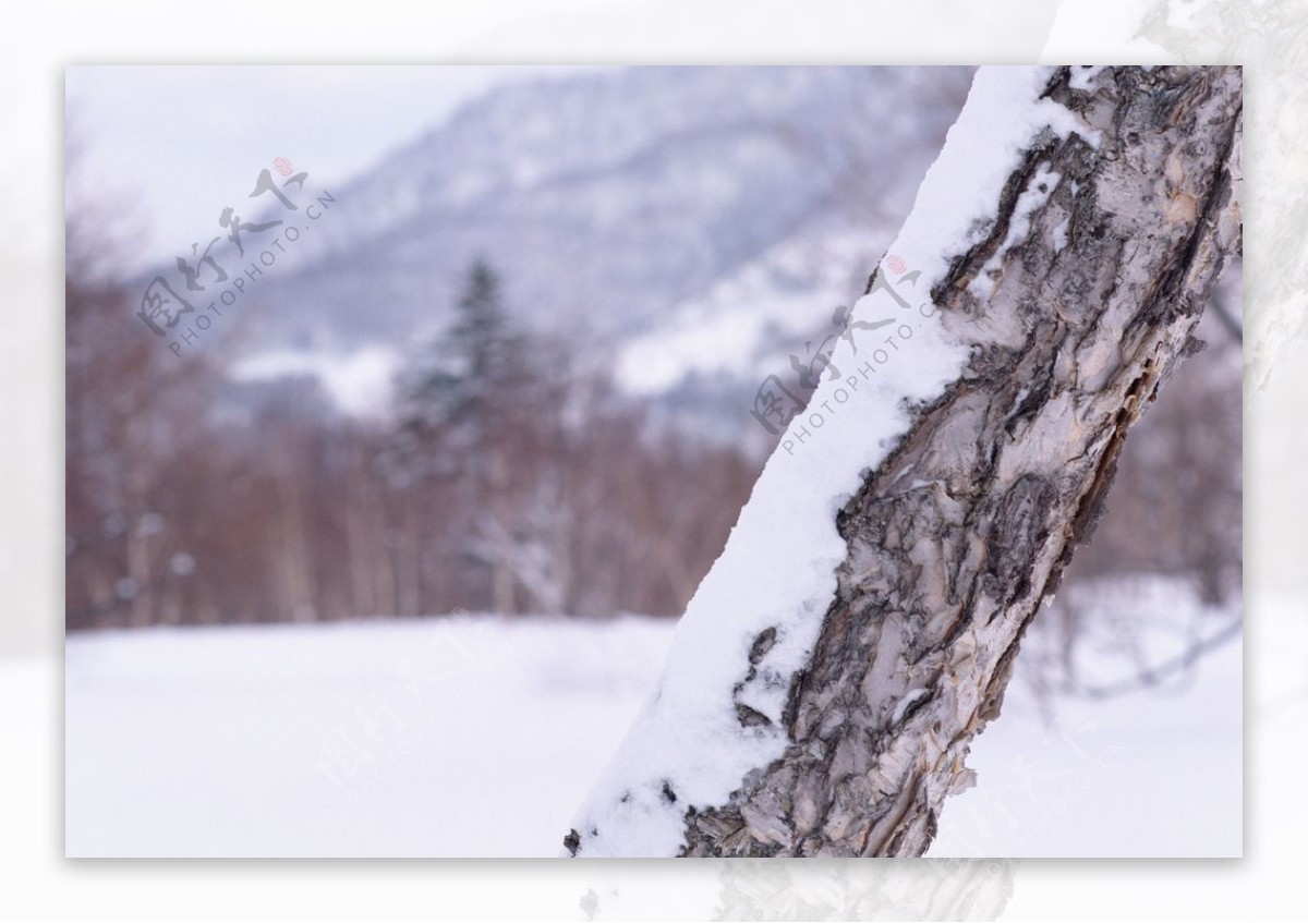 雪中的树干