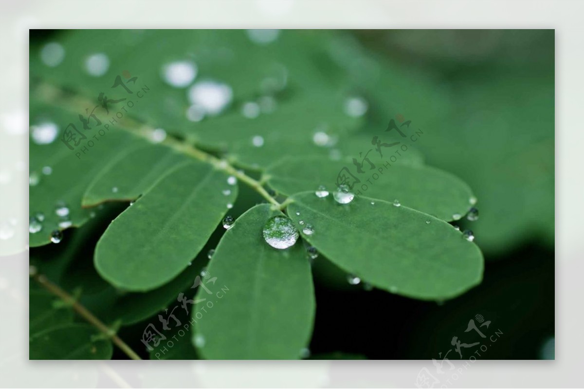 水滴的竹叶植物树叶绿叶