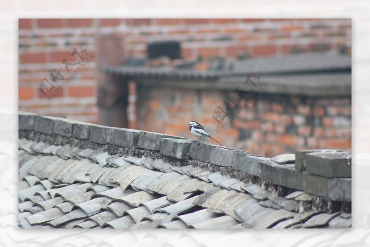 瓦房屋顶上的鸟儿