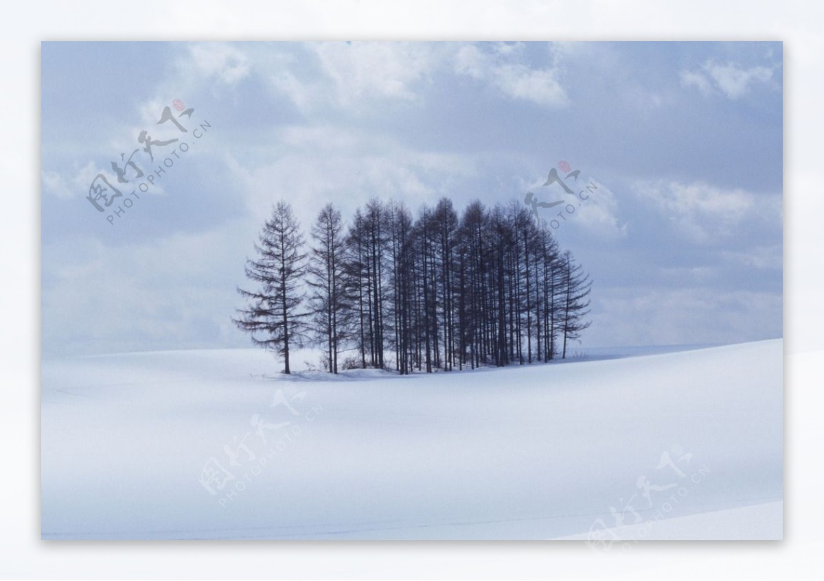 雪原上的树林