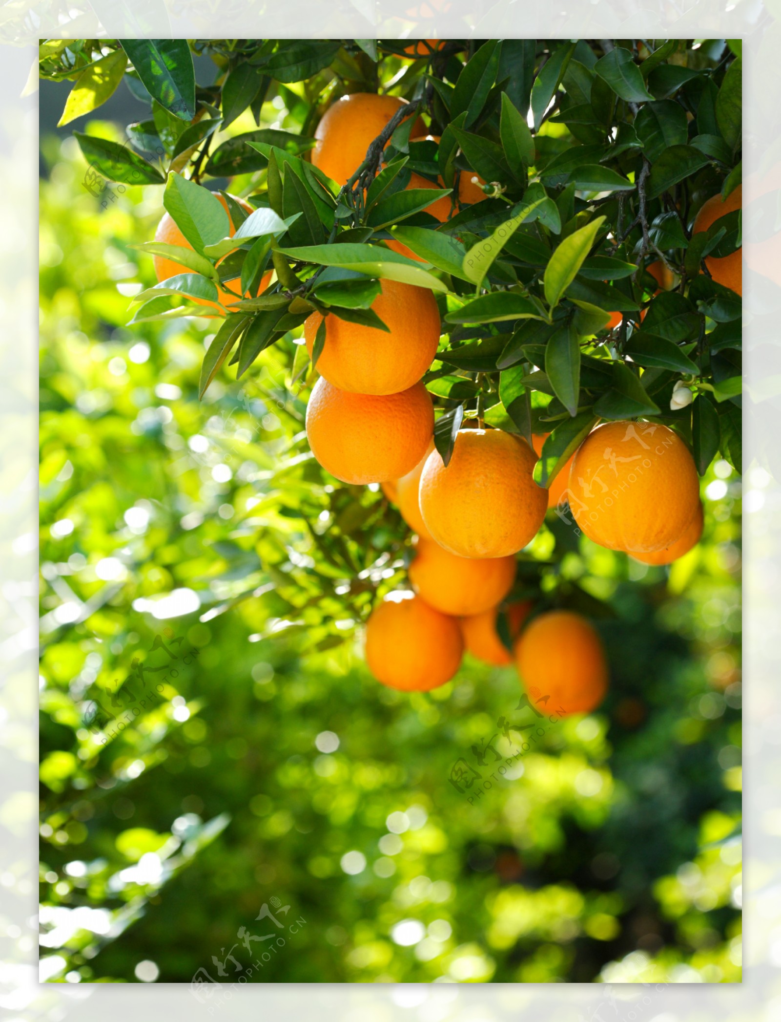 砂糖橘 橘子 &迪芃摄影|摄影|产品|迪芃摄影 - 原创作品 - 站酷 (ZCOOL)