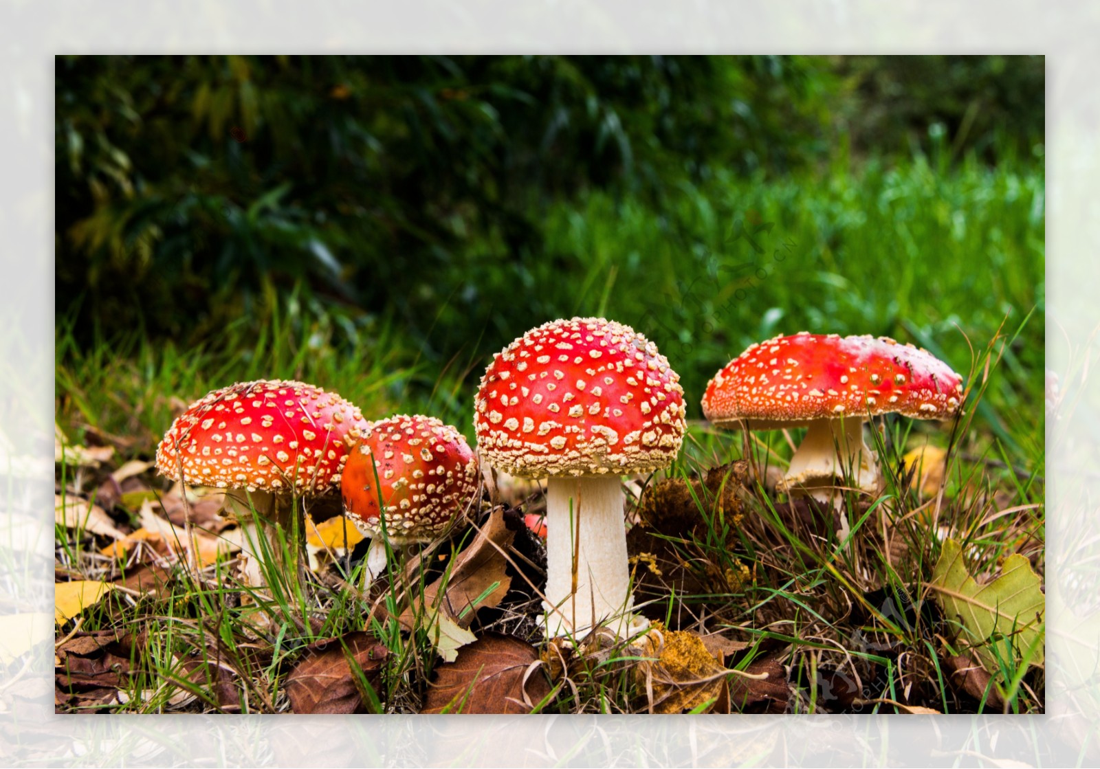 飞木耳红蘑菇