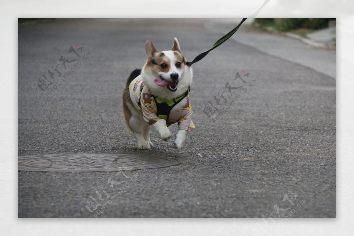 柯基犬