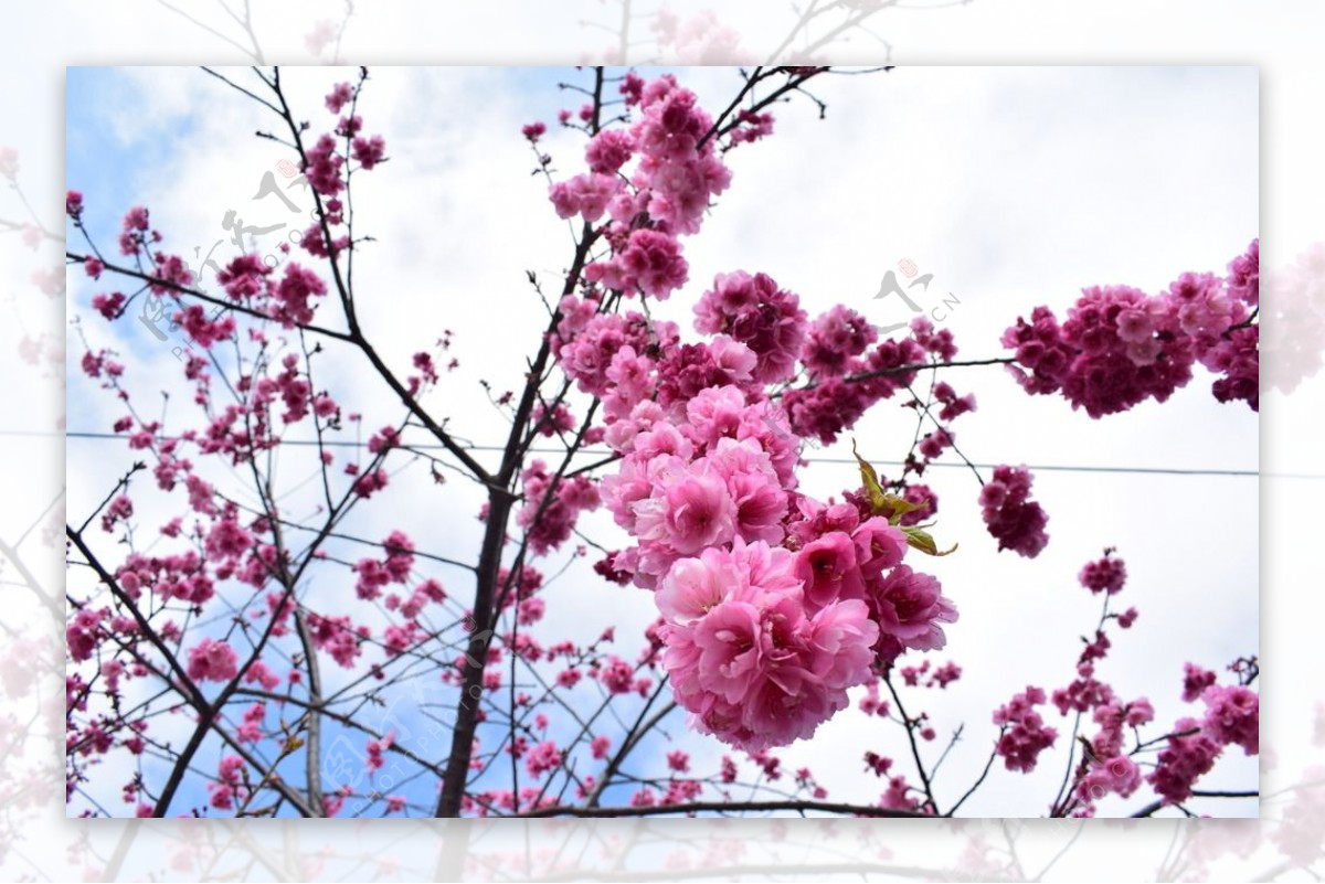 春天樱花电脑壁纸图片风景动漫
