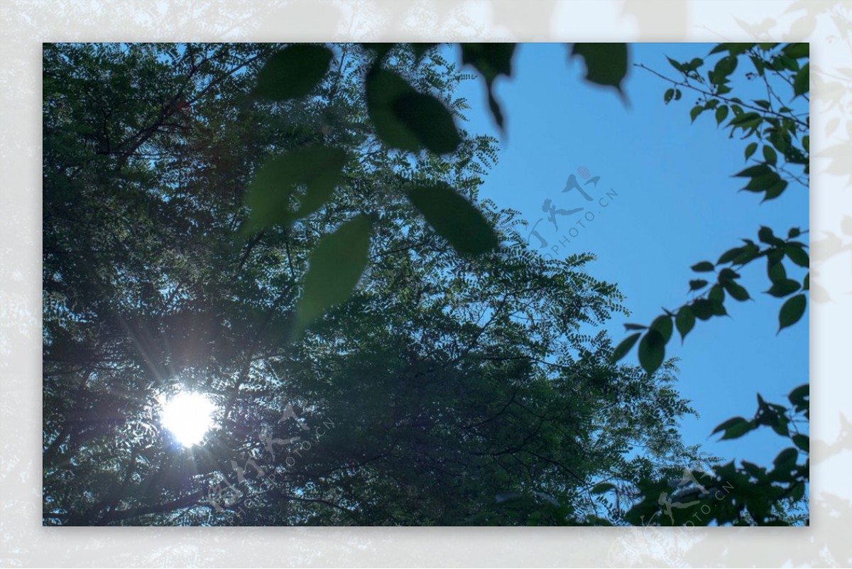 树木树叶阳光透射仰视图