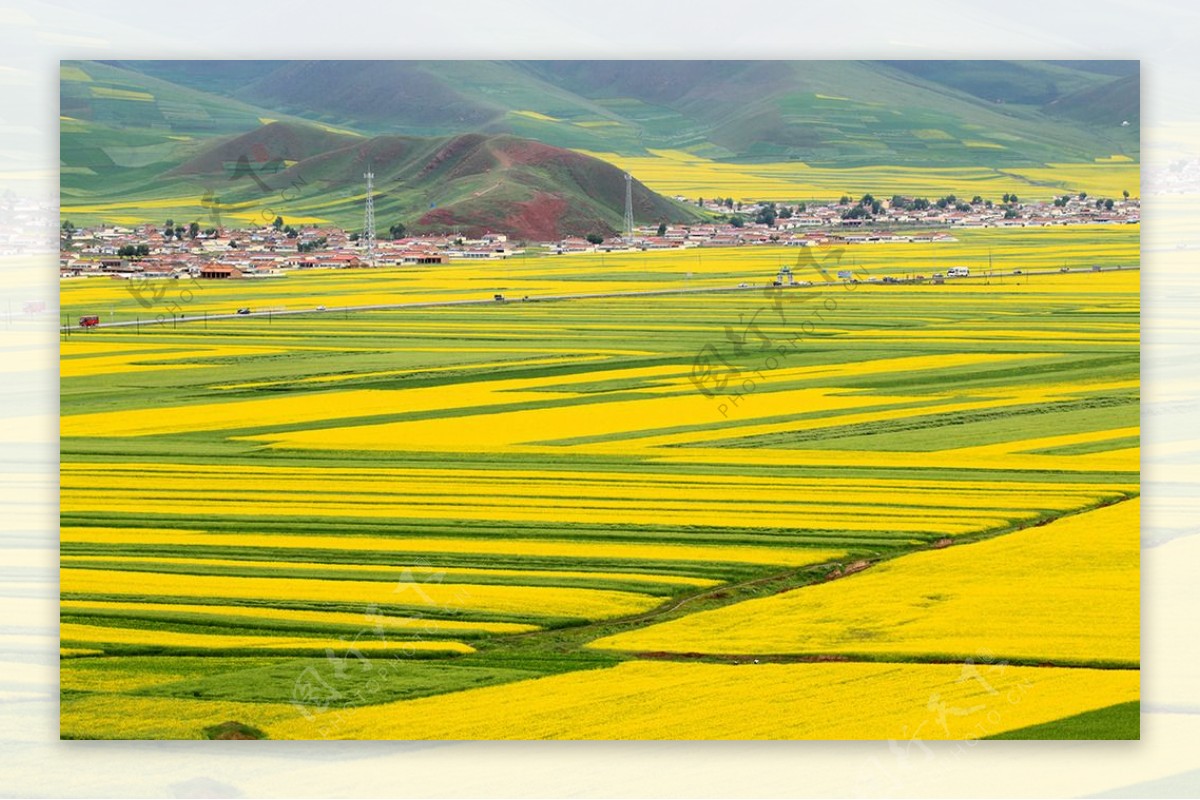 青海油菜花