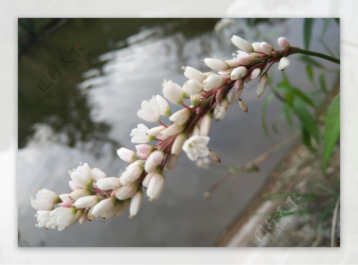 柳叶刺蓼蚕茧草蓼花狭叶