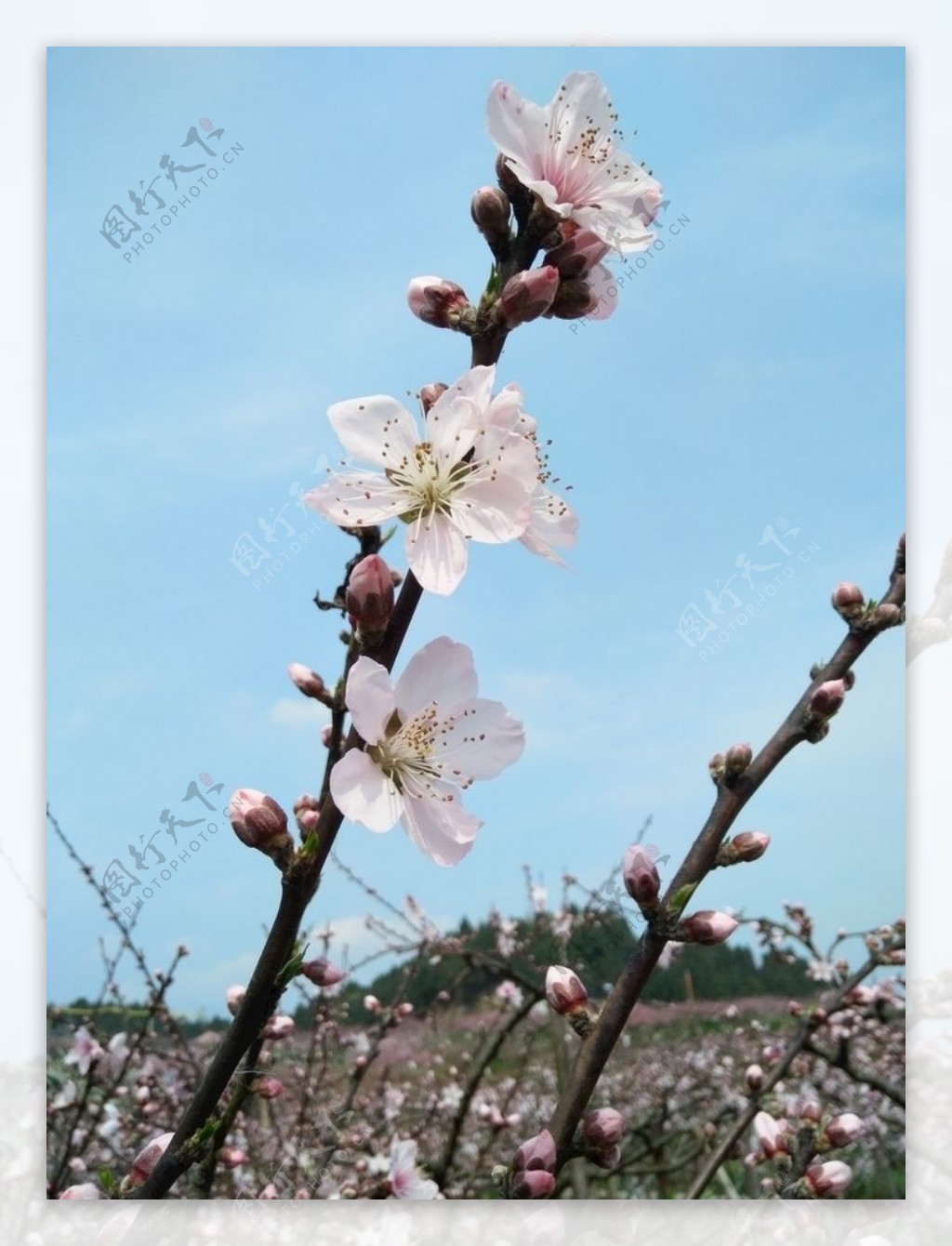 桃花自然天然漂亮春天