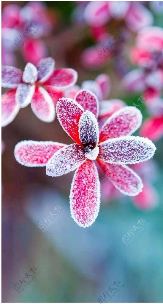 被霜打的红花