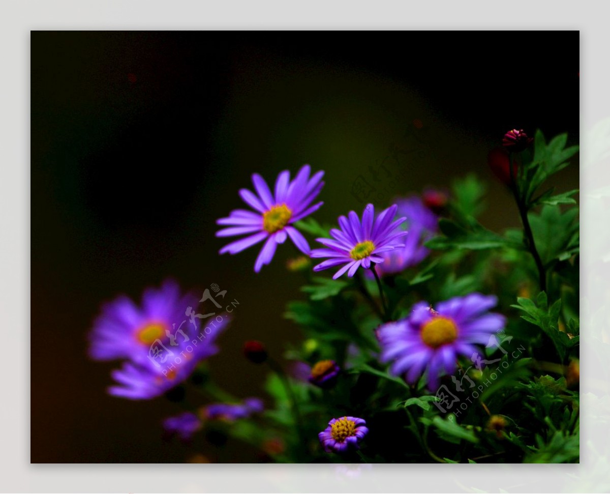 紫色柳叶菊