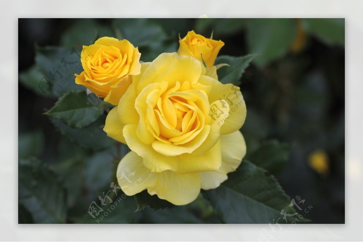 盛开的黄色玫瑰花