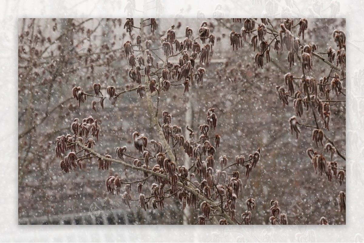 飘雪杨树花