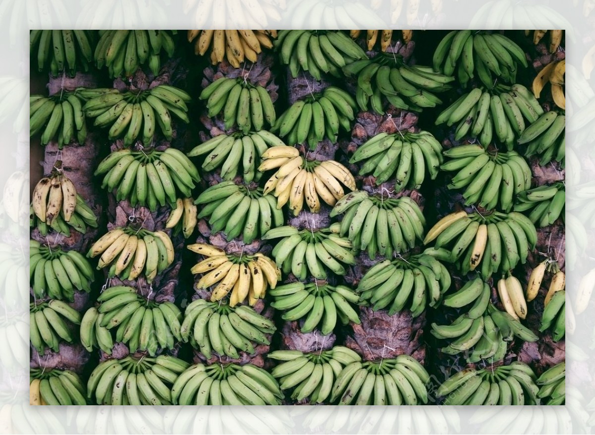 香蕉成熟