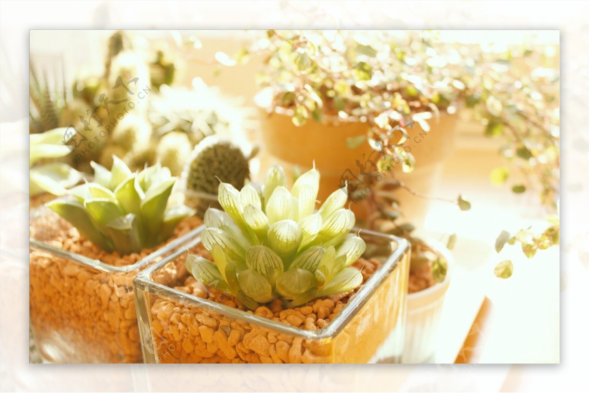 窗边的植物花盆花瓶盆栽