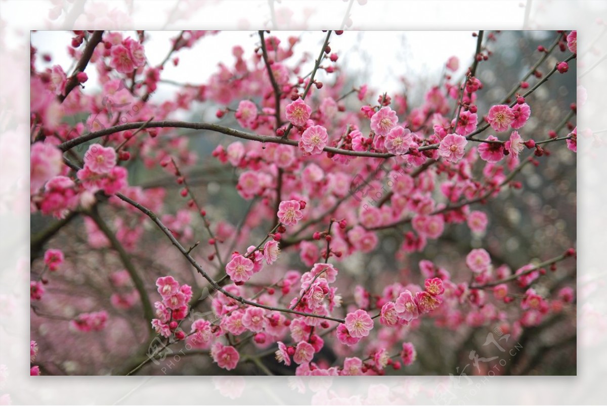 梅花红梅鲜花花植物