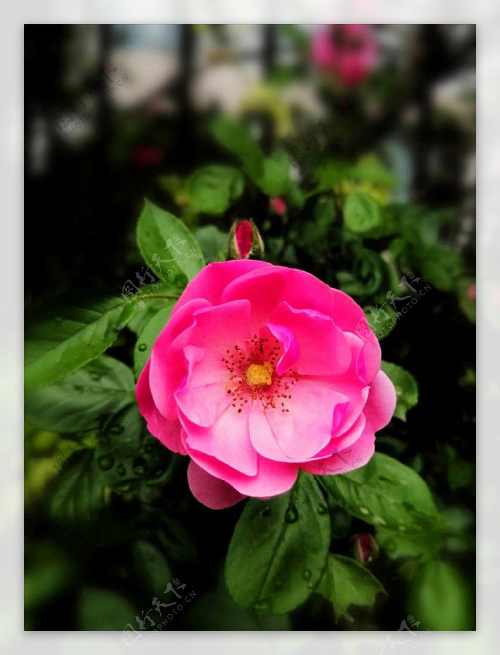 粉色蔷薇