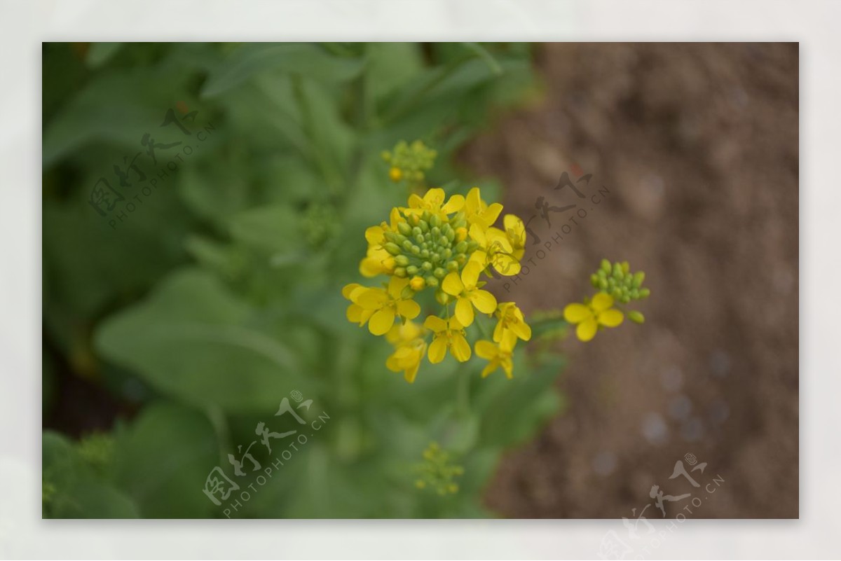 油菜花