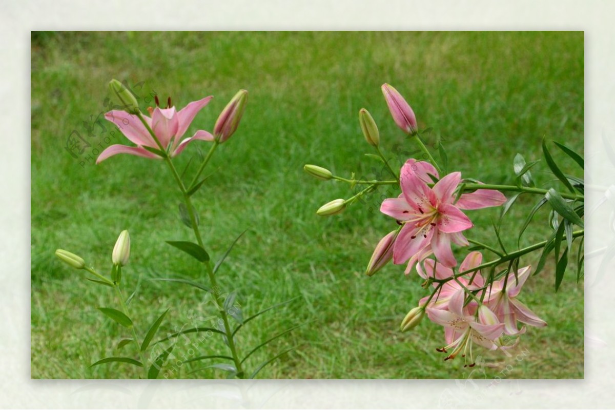 百合花