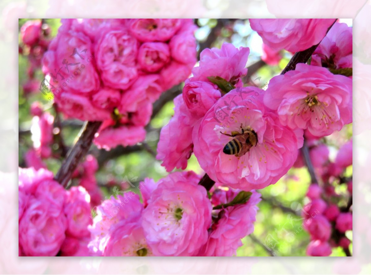 蜜蜂和榆叶梅