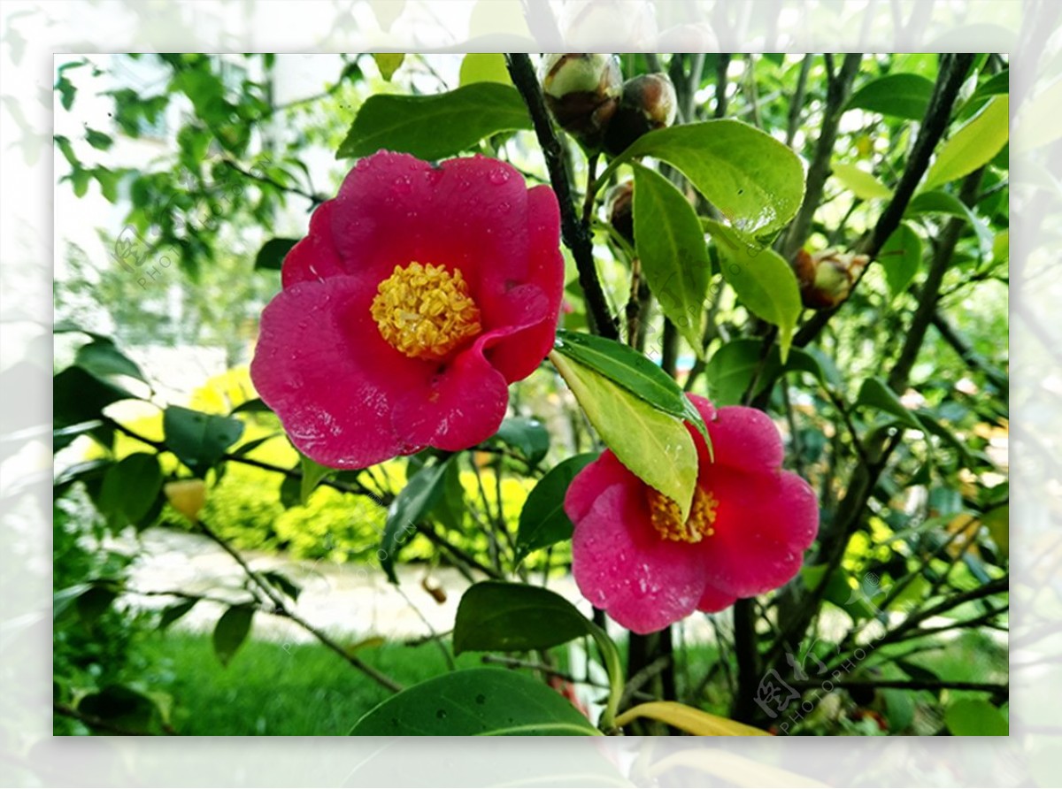 浙江红山茶花