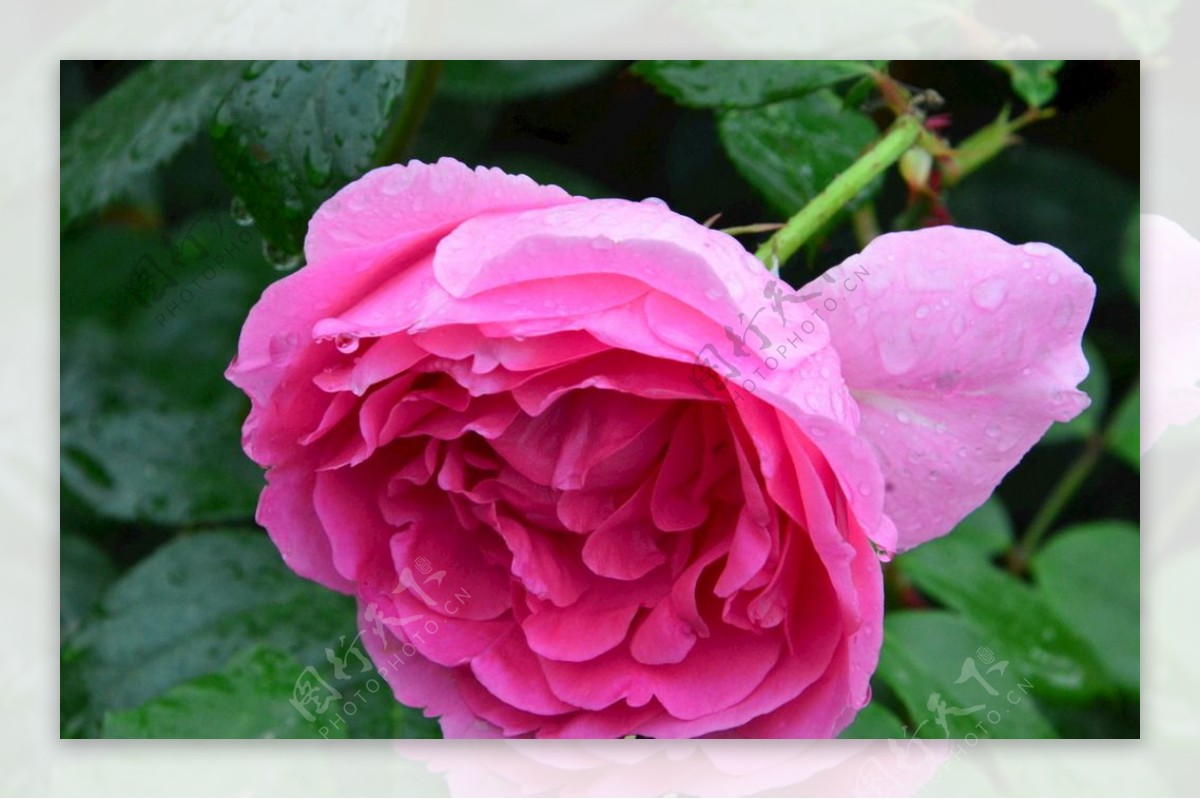 雨露月季花