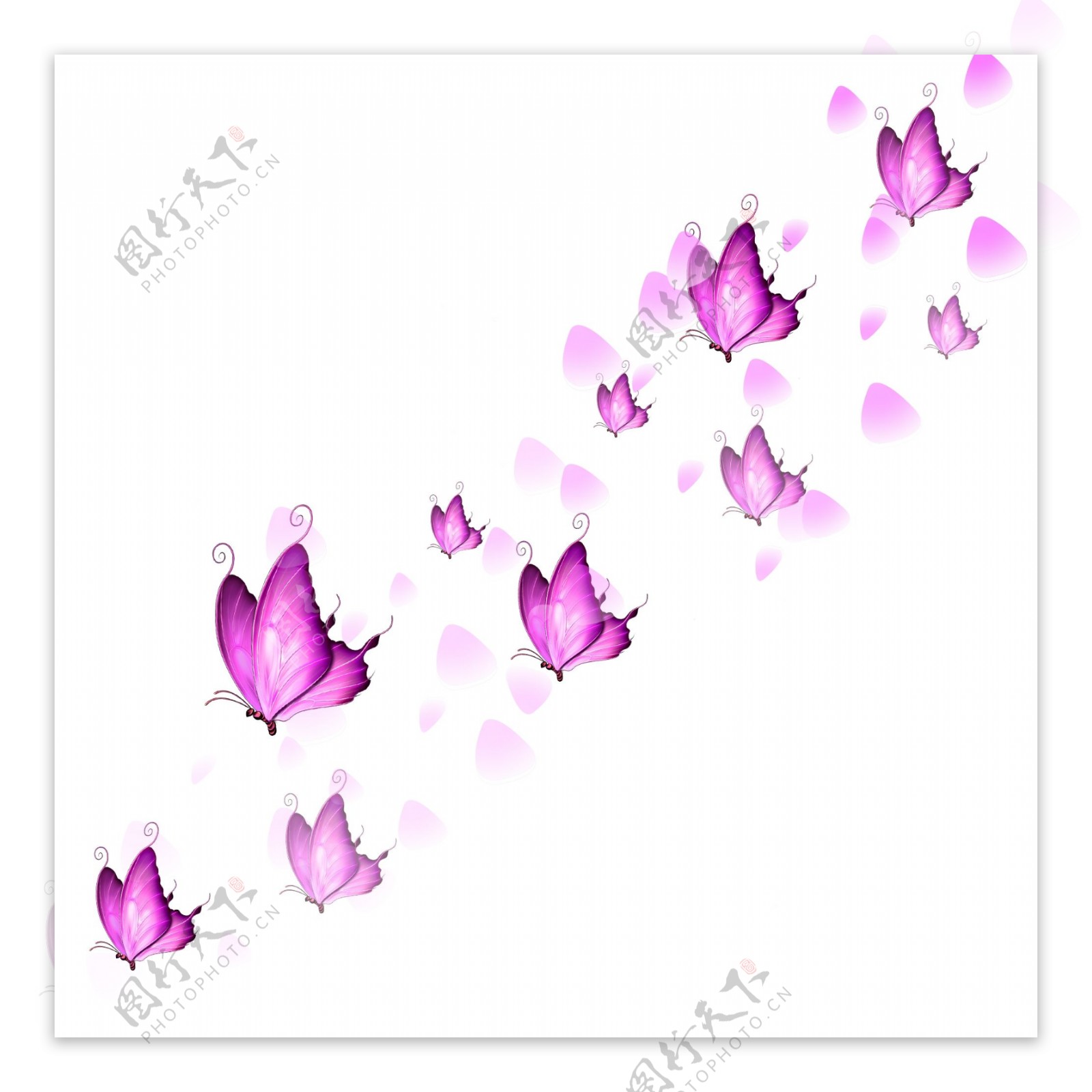 漂浮的蝴蝶之漫天飞舞的粉色蝴蝶玫瑰花瓣