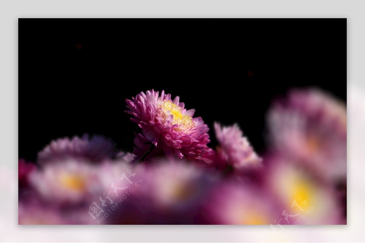 紫菊