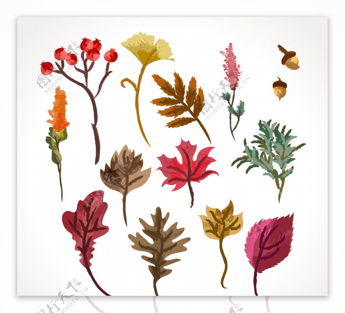 16款彩绘秋季植物设计矢量图