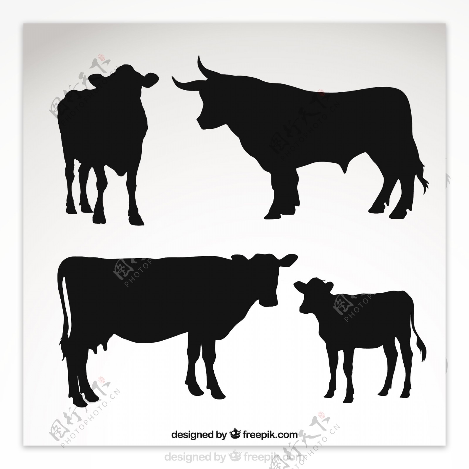 奶牛和公牛的剪影