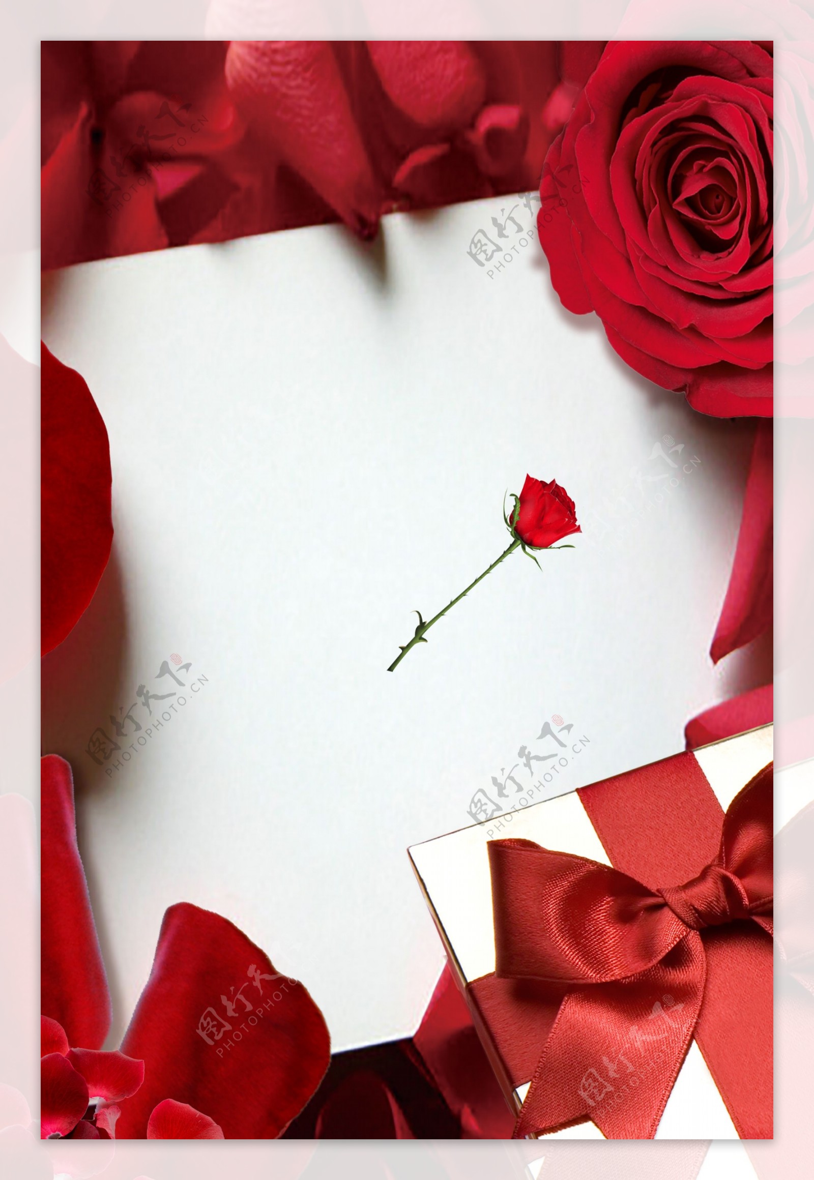 浪漫红玫瑰感恩节礼物背景素材