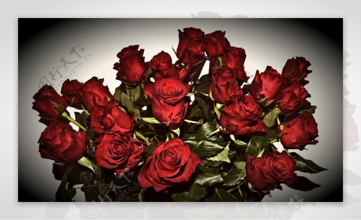 红玫瑰花朵花束