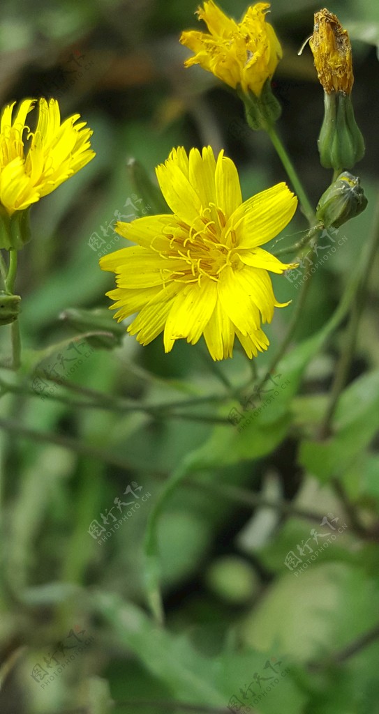 黄花特写