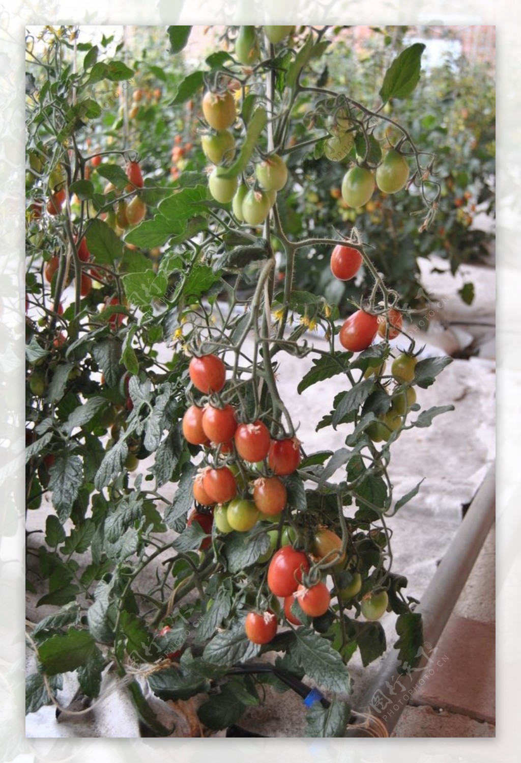生长中的西红柿[二]-中关村在线摄影论坛
