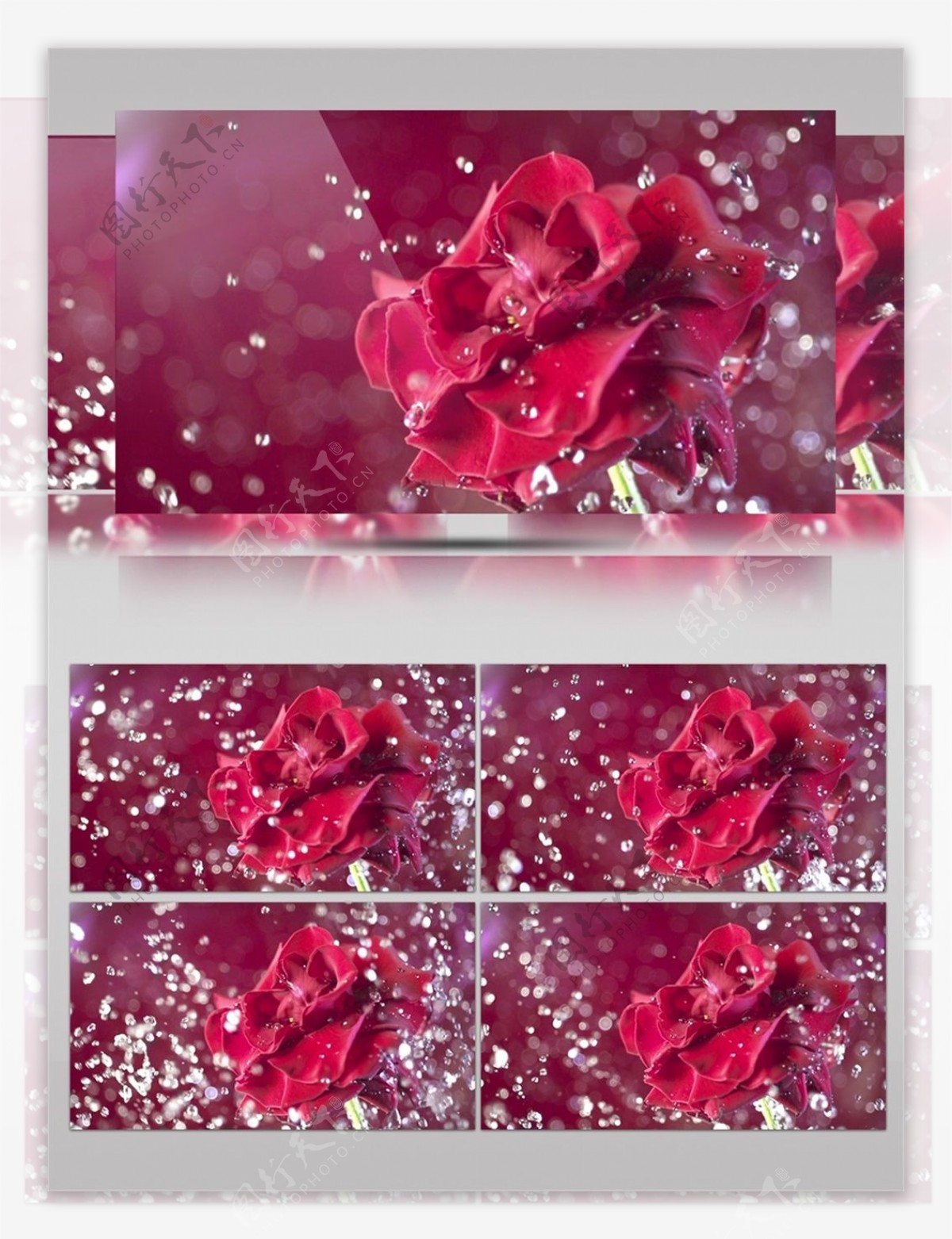 水滴击打盛开的红色花朵