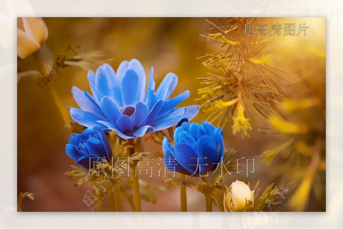 高清摄影鲜花绽放蓝海葵