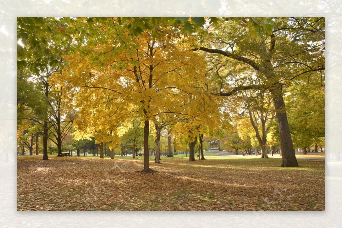 秋天的树黄叶树黄叶满地国